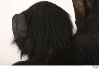 Chimpanzee Bonobo head 0005.jpg